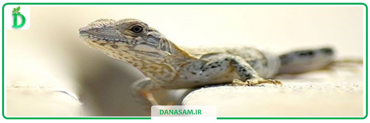 سموم کشنده خزندگان