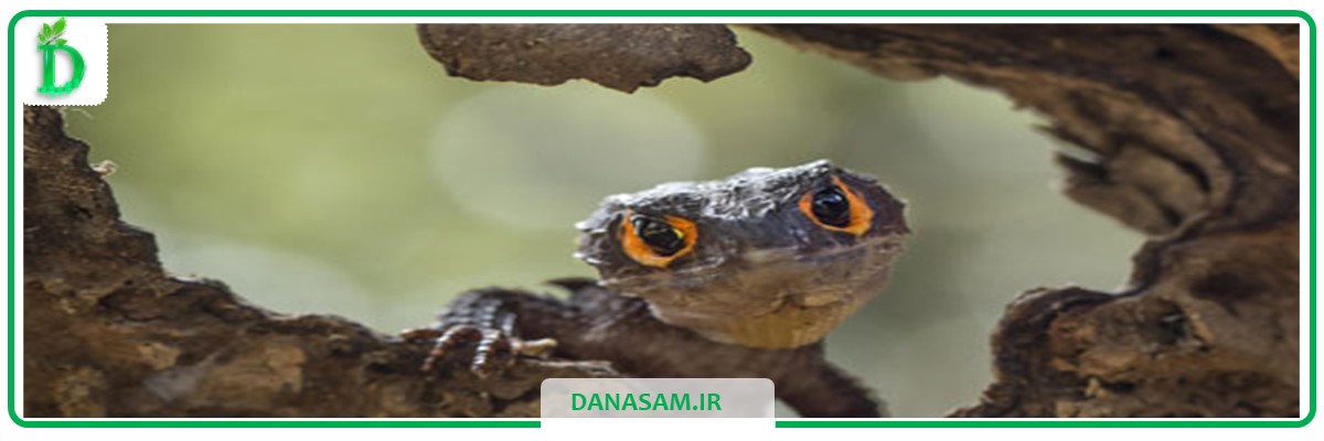 سموم خزنده کش